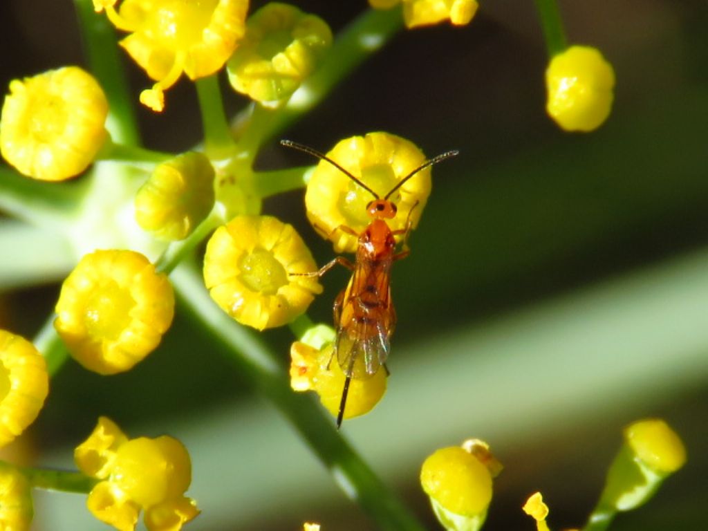 Braconidae (cfr.)